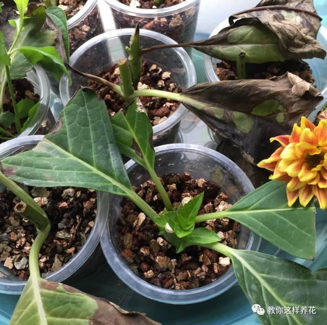 养花技巧学会这种扦插法，插什么活什么，太简单了！