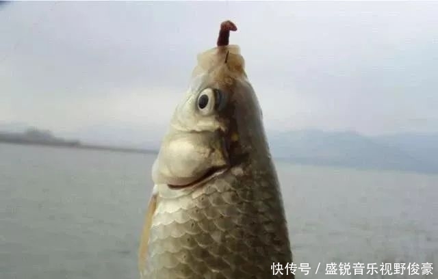 饵料|钓鲫鱼不能补窝?一补窝就停口?你用错了方法!