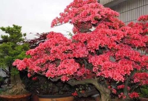 在北方能做映山红盆景？只要抓住这5条，成型快花繁茂