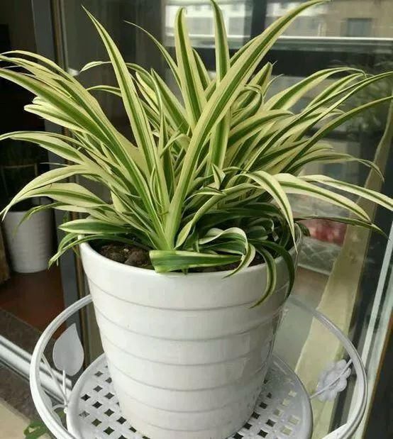 吊兰|4种花卫生间必养，耐阴除湿，漂亮好看生机旺