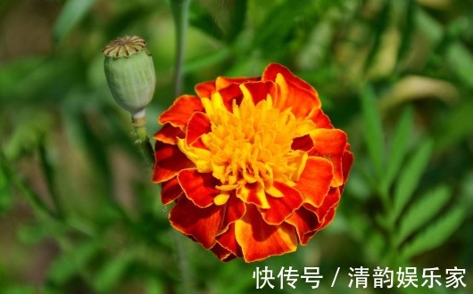 金鸡菊属|养菊还不如养一盆“孔雀菊”，花色丰富艳丽，花期长，适合盆栽养