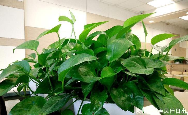 办好|养绿萝,哪些事情该做、不该做,该如何办好,你清楚吗?