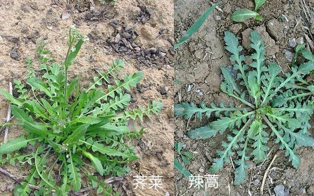 养生|养生四种“双胞胎”菜傻傻分不清,营养价值极高!现在知道还不晚