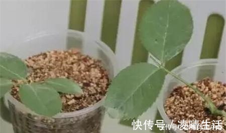 白根|喜欢养花,就要会扦插,学会2种“万能扦插法”,插啥都冒大白根!