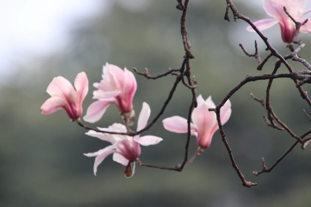 老年|南京连日春暖 雨花台宝华玉兰绽放