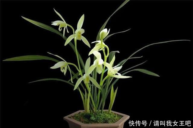 6种兰花,一开花香飘满屋,越养越值钱!6种兰花,一开花香飘满屋,越养越值钱!