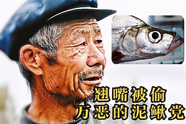 神饵泥鳅|三千斤翘嘴一夜被钓完，“神饵泥鳅”为何让老大爷欲哭无泪？