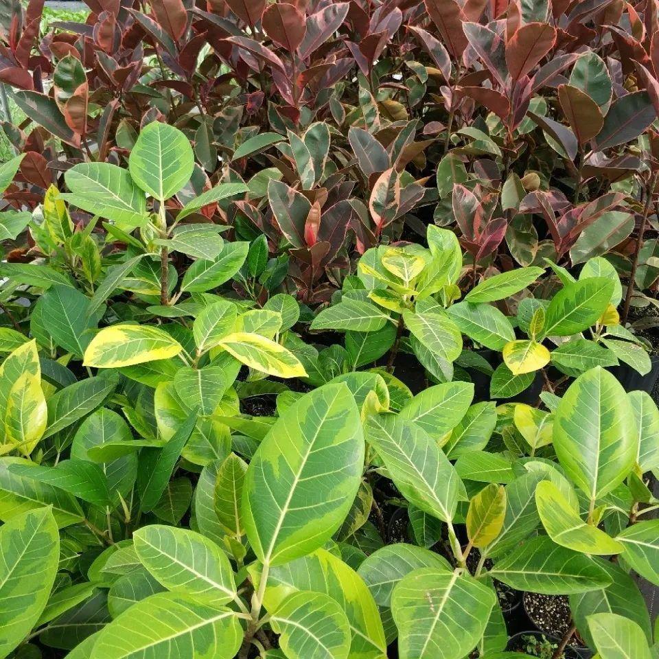 龟背竹是“吸废气”高手,家里放一盆,门窗紧闭也能空气清新!