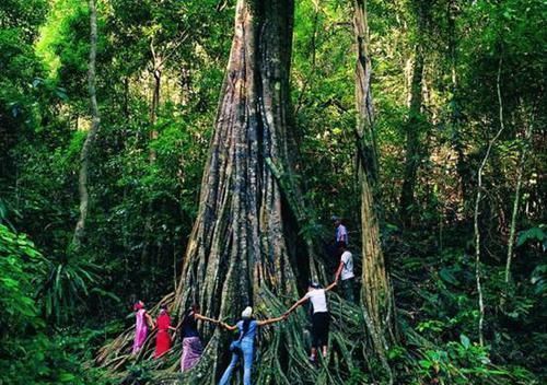中国最奇特的热带雨林,拥有著名的“擎天树”,最高可达88米!
