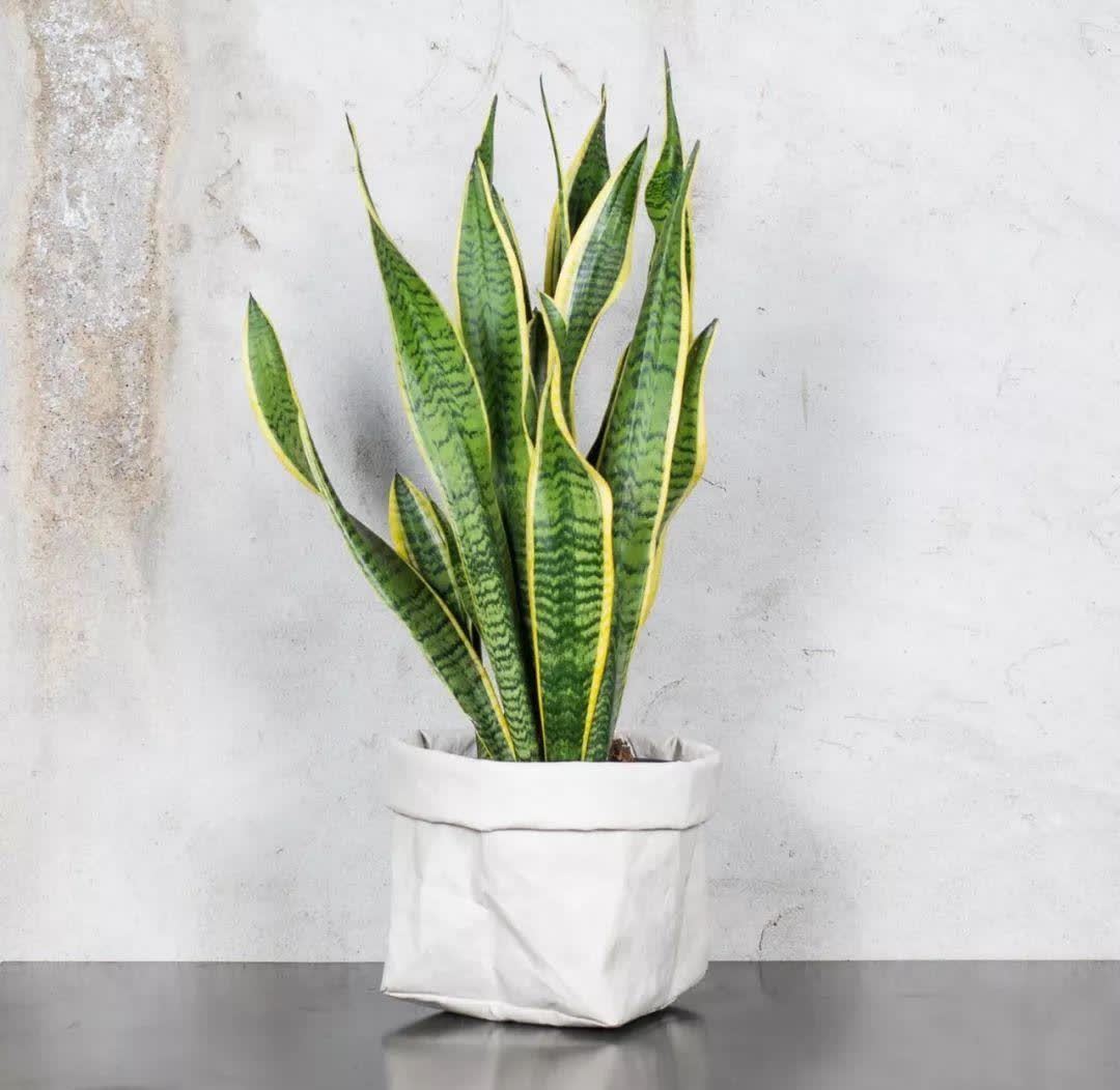 家中的“气氛组”非它们莫属,高大绿植太优秀了,养起来