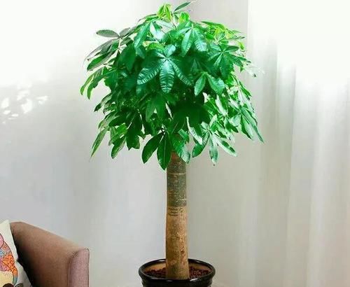  明年|养花得做减法，入冬后此5种花剪1刀，明年长得旺、开花多