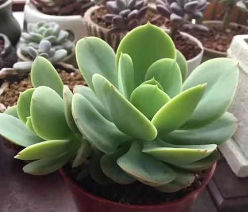 浇水|露养多肉，别只求“不死”了，这么办保管越来越美！