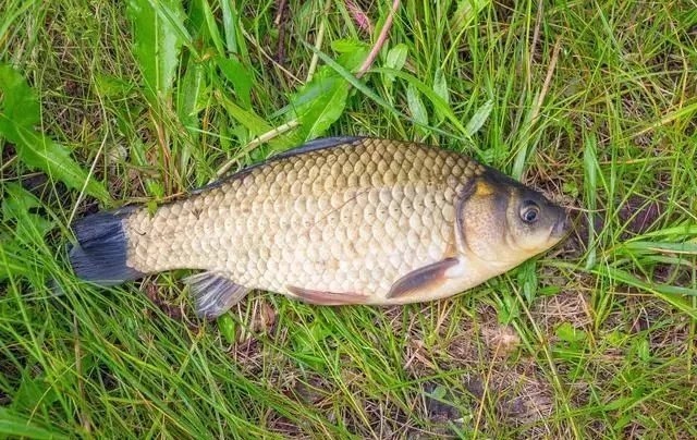 冬钓下竿前,牢记这3个“方法”,鲫鱼上的停不下来!别泄露了