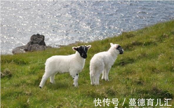 属羊人|10羊9苦：以下4个年份出生的属羊人天生“老板命”，看看你家有吗