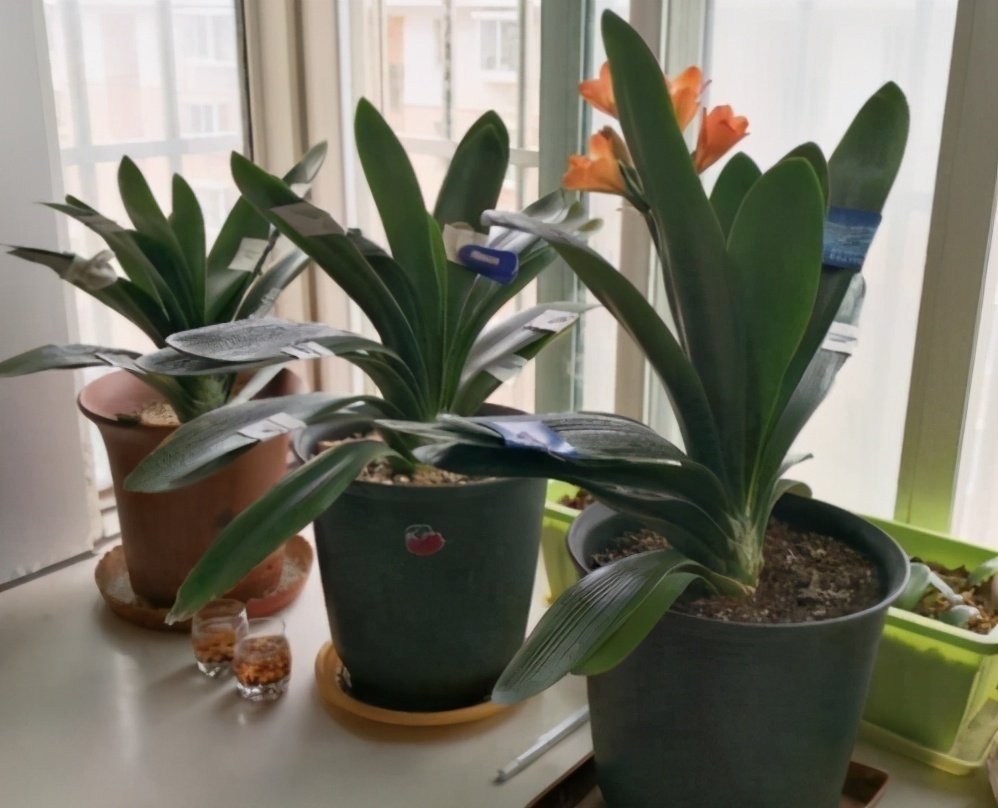 君子兰有“四爱”知道么这是养好它的关键,也能轻松养开花