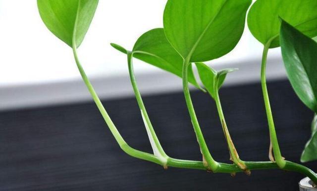 养“绿萝”，李大妈就用“它”，叶子大如掌，一窜10米长！