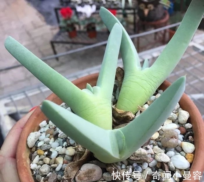 漂亮|20个难得一见的多肉植物,每一个都漂亮极了