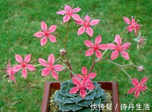 鲜艳|此款冷门多肉,开花鲜艳漂亮,人称“花仙子”,养过的人不多