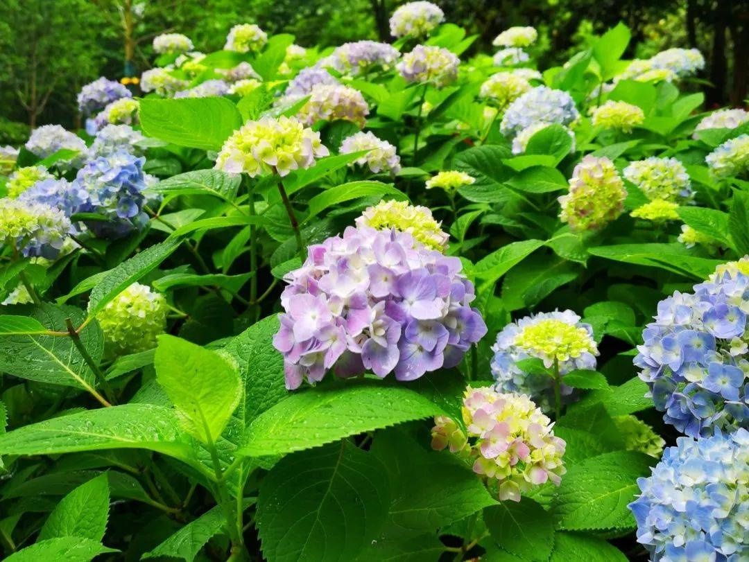 马卡龙|绣球繁花尽绽放 徐汇街头觅“清新”