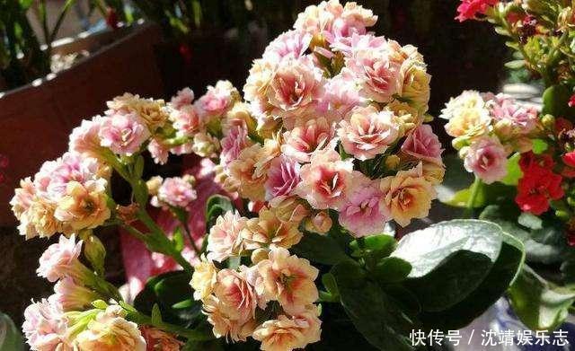 小动作|长寿花开完后,一个小动作,6个星期后,又开花了,花多又鲜艳