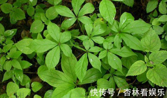 大城市|农村一野菜被称''救命菜''，人工种植价格高，一斤将近200多元