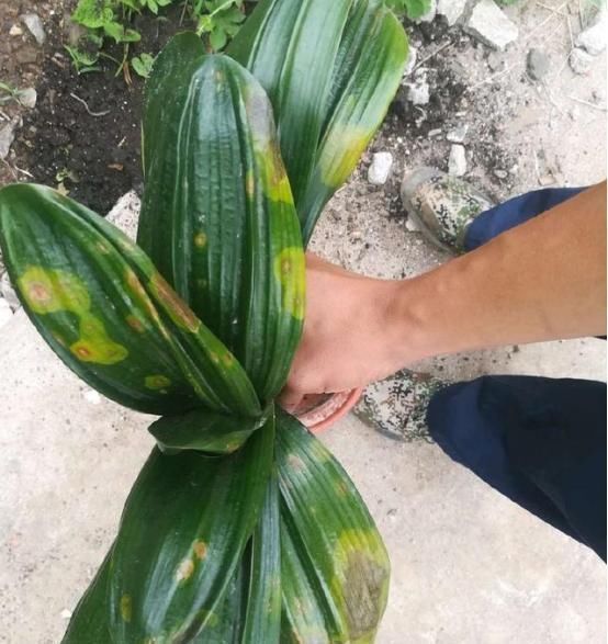 养花就要舍得割,这2种花越割长得就越旺,割1茬只用3周冒新芽