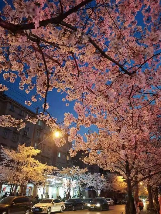 春光无限好！宝山这条“落花不扫”的道路迎来了一年中最美的时节~