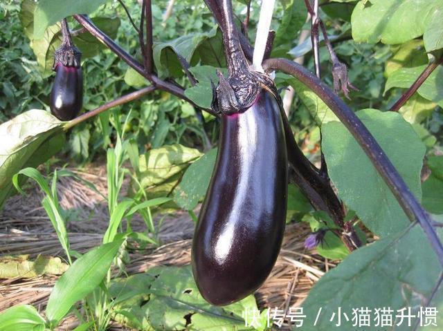 痛风患者|茄子是痛风的“发物”医生若想稳定尿酸,3物或要少吃