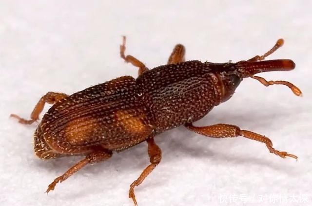 米袋|米袋里为何会凭空出现虫子,你吃的每碗饭里,都可能有他们的痕迹