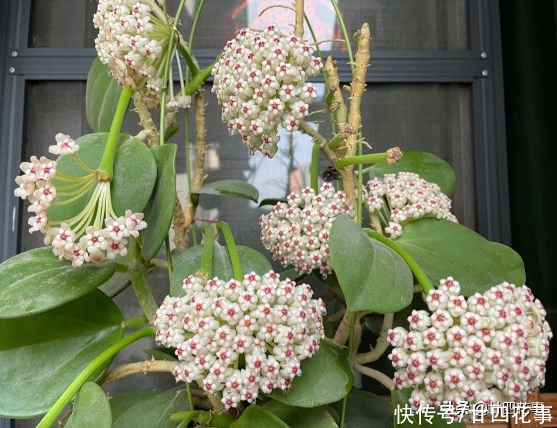 如果每人只许养一种花,建议“懒人”试试它,不用过多打理就很美