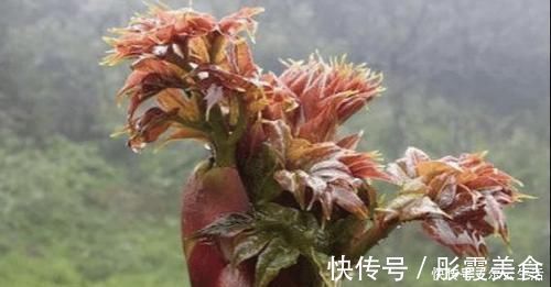 好吃|中国农村最好吃的野菜,全吃过的人不多,你能准确叫出名字吗?