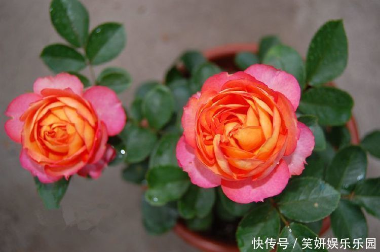 喜欢月季,就选珍稀月季“浪漫宝贝”,精神饱满,花色多变