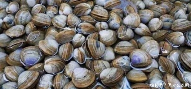 开春花蛤吐沙不要只放盐了,多加这一步,花蛤吐沙快更彻底!