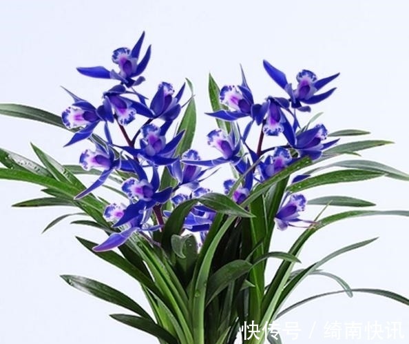 醉玲珑|此兰只应“天上”有,人间哪得几回闻,兰色清雅,让人一见钟情