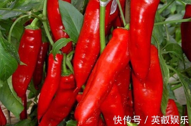 养花如何提升植物的抵抗力,减少病虫害用这2款调味品!