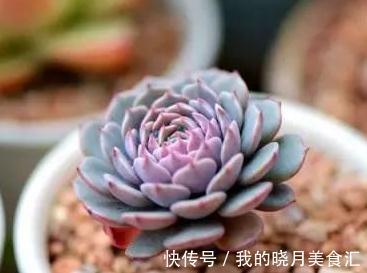 论怎样为变丑的多肉植物整容