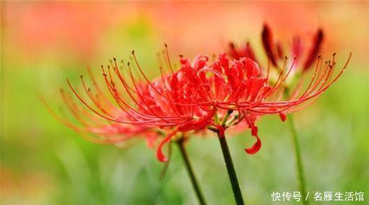 世界|世界上最悲伤的花彼岸花!看了眼泪忍不住了