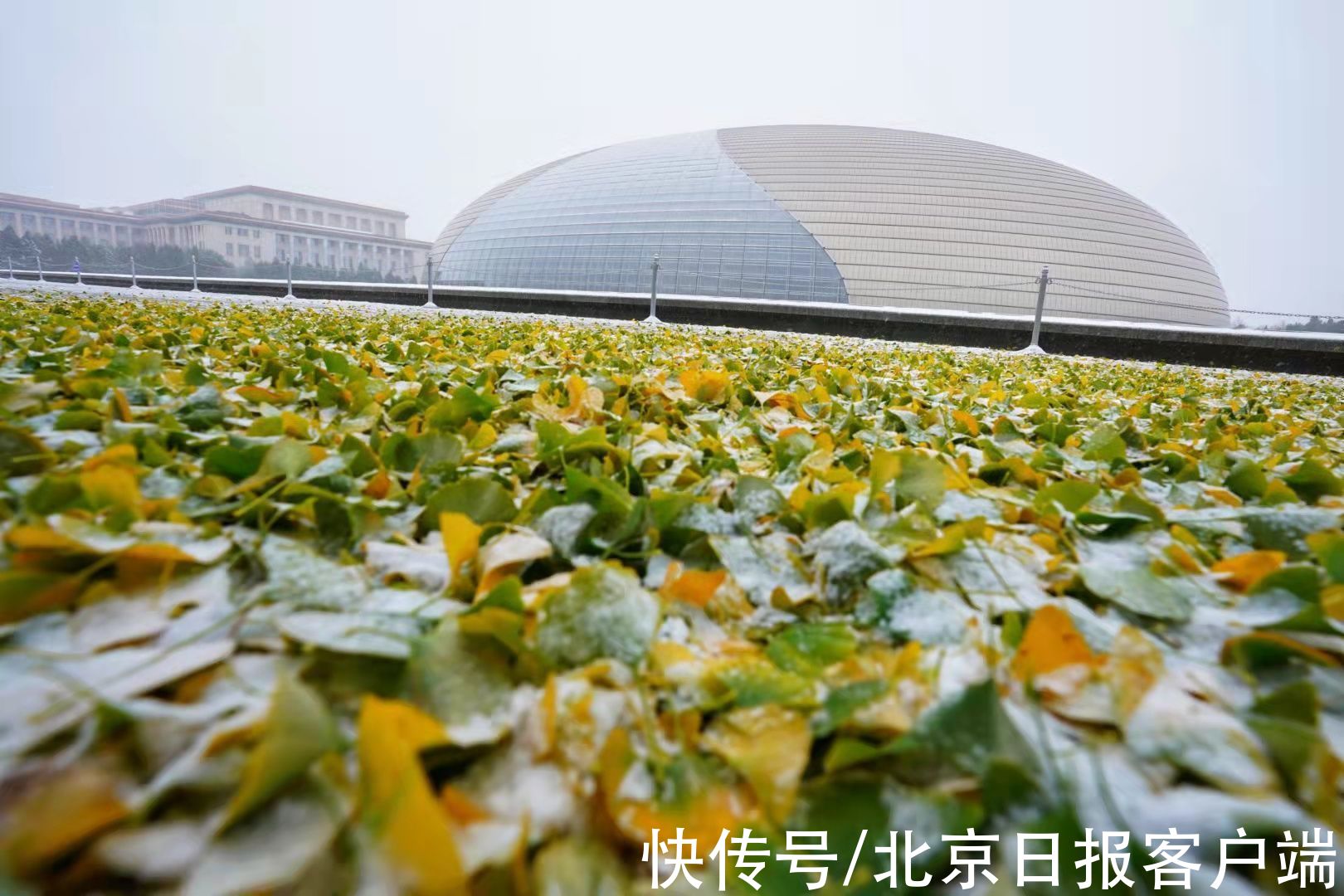 落叶@飘雪和落叶点缀的国家大剧院别有韵味