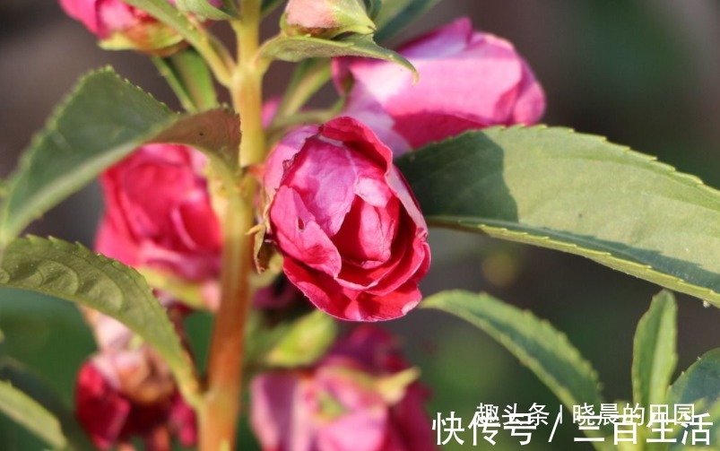 子宫|十个女人九个妇科炎症,用此“花”泡水喝,缓解痛经,对子宫贼好