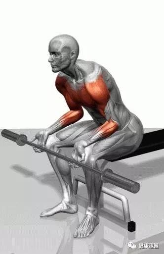 肱三头肌|肌肉群锻炼动作示意图，想练什么对号入座！