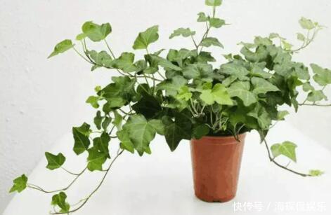 绿植|卫生间异味重!养上3盆这种绿植,味道清新连飞虫都少了!