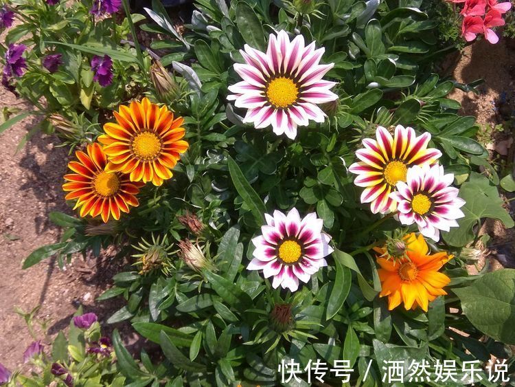 喜欢养玫瑰,就试试“优良名品”宠爱小姐,色泽光亮,极为少见!