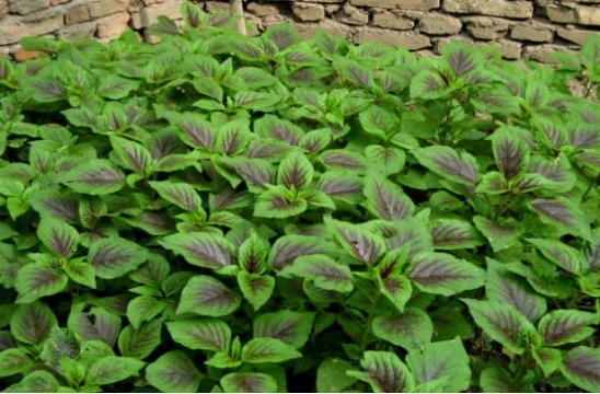 六月苋|村民把野菜当鸡蛋吃给金子也不愿换，孩子长身体女人减肥少不了！