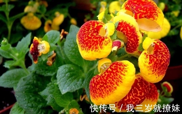 安第斯|此花开花时花型独特,是一种能够送财的花,代表着财源滚滚