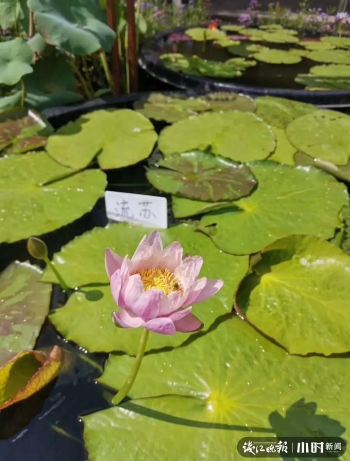 三潭印月|美炸了!三潭印月睡莲中的“大姐大”王莲,开了今年的第一朵花