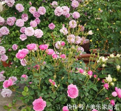 月季盆栽,做好这4步,开花整齐,株型好