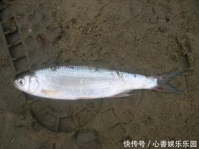 30多年前，我花一块钱买的钓鱼小册子，让我悟出了钓鱼的门道