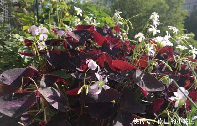 枝条|此6种漂亮花儿，遇土即活，一年四季常开花，花朵多，轻松养爆盆