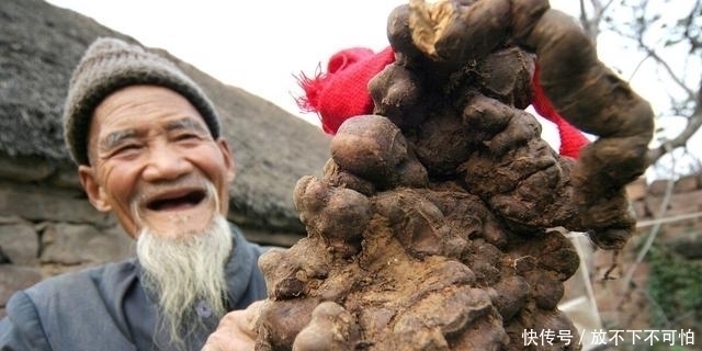 不信|别不信石头缝里有宝藏,被称为“千年草”的价值意外惊人