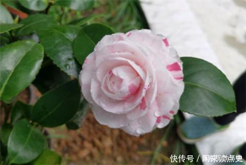 天冷了,茶花别着急搬进屋,低温“冻一冻”开花更旺